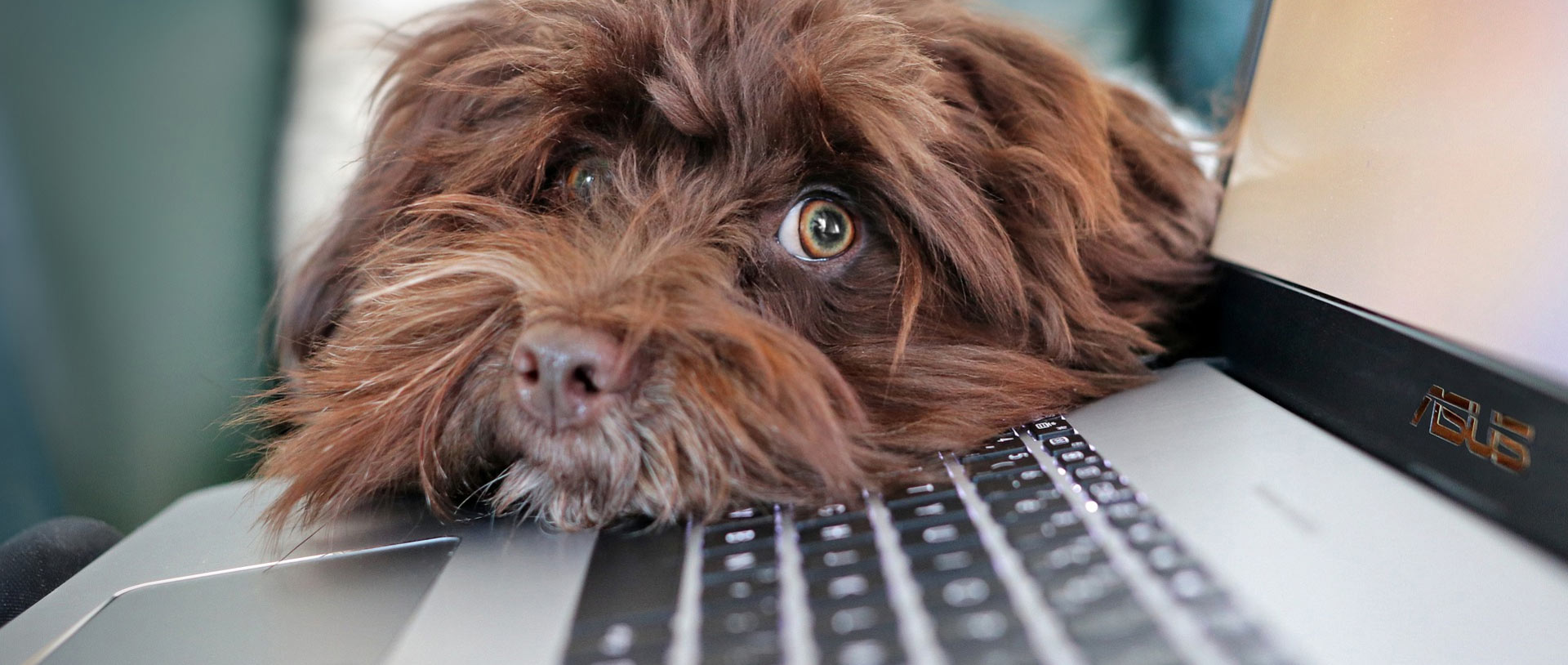 Apply and pay for dog tags online, photo of dog with head resting on laptop.